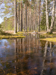 spring landscape with a flooded picnic spot on the shore of the lake