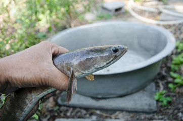Big snakehead fish in hand close up