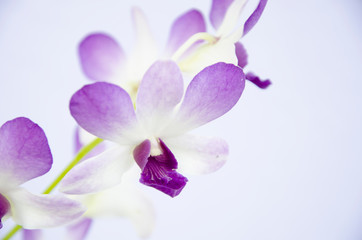 Fototapeta na wymiar Texture details of violet dendrobium orchid flowers