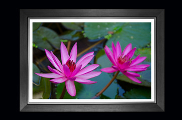 Wooden frame of beautiful water lily flowers