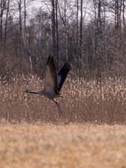 flying cranberries on a blurred background of shrubs
