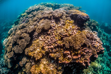 Colorful coral reef formations in clear blue ocean