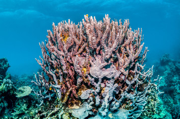 Colorful coral reef formations in clear blue ocean