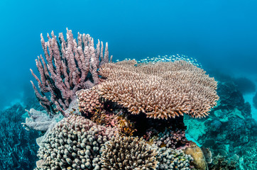 Colorful coral reef formations in clear blue ocean