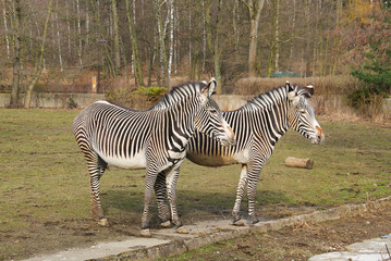 Fototapeta na wymiar two Grevy´s zebras (Equus grevyi) in the outdoor enclosure in the ZOO