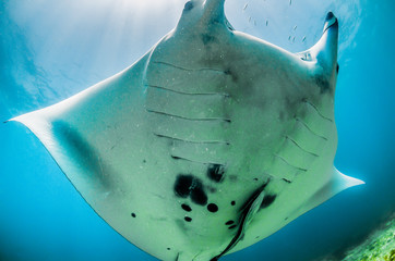 Manta ray swimming in the wild among colorful reef