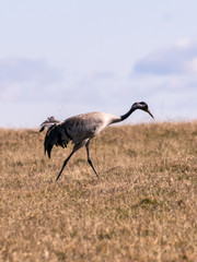 Obraz premium landscape with crane on cereal field in early spring