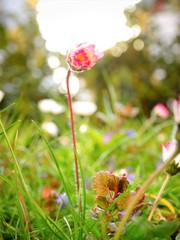 blume, natur, pink, pflanze, green, garden, blume, flora, rot, sommer, frühling, feld, aufblühen, schön, gras, schönheit, blühen, farbe, makro, klee, lila, botanik, wiese