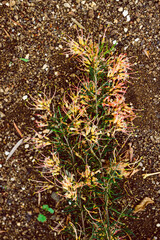 native Australian grevillea semperflorens plant outdoor in sunny backyard