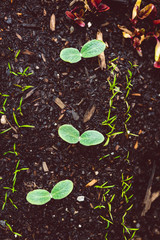 growing vegetables in your backyard, close-up of pot with mixed seedlings
