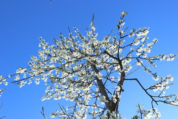 Pflaumenbaum in Blüte