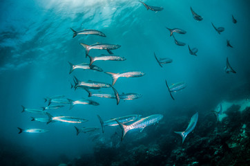 Schools of fish swimming together in deep blue water, with sun rays shining through the surface