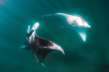 Pair of manta rays swimming together in clear blue water in the wild