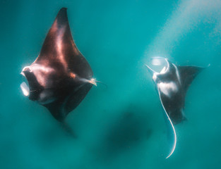 Naklejka premium Pair of manta rays swimming together in clear blue water in the wild
