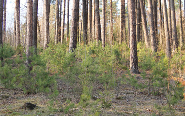 small pine trees under the big ones, restoring of the forest