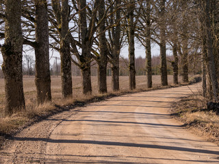 beautiful tree avenue, early spring, dry grass along the way