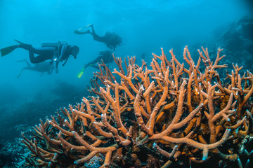 Scuba divers swimming over pristine coral formations © Aaron