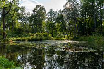 lake in the forest