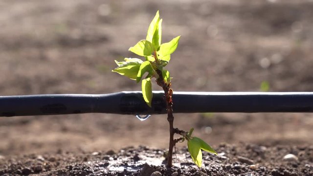 A drip irrigation with a plant in agricultural field. Close up shot. Spring icon.