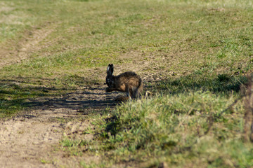 Rabbit in the field