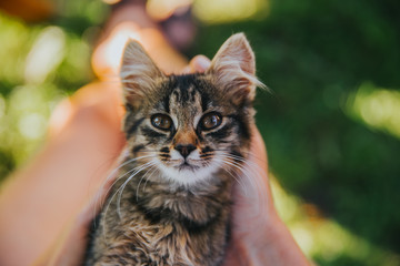 Relaxing cat in human hands. 