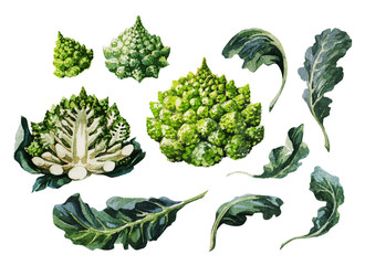 Cabbage romanesco set. Hand drawing watercolor on white background. Can be used for decoration of cards, stickers, encyclopedias, menus.