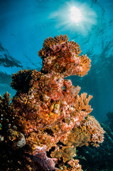 Colorful coral reef formations in clear blue ocean