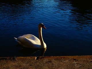 cygnus, wasser, bird, see, weiß, natur, tier, cygnus, wild lebende tiere, fluss, bird, teich,...