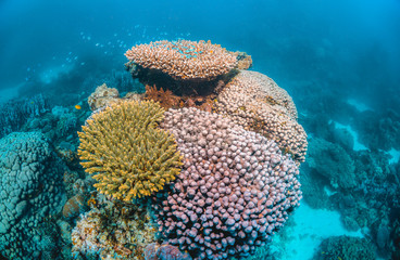 Colorful coral reef formations in clear blue ocean