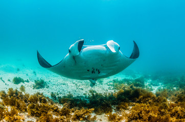 Fototapeta na wymiar Manta ray swimming in the wild among colorful reef