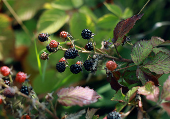wild blackberries on a bush with leaves tasty health food