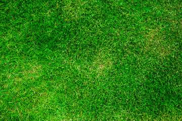 Obraz premium Natural Green grass texture. Perfect Golf or football field background. Top view2