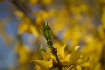rozwijające się młode listki na tle żółtych kwiatów krzewu forsycji