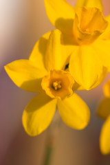 Obraz premium Daffodil