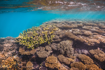 Colorful coral reef underwater scene