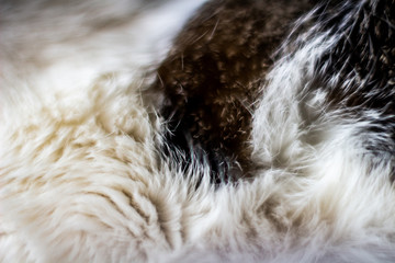 Cat close up