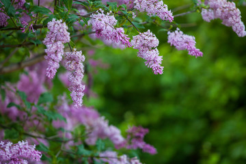 blooming lilac tree, branches with flowers on the background of a green garden