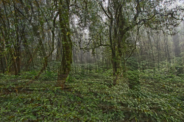 Fototapeta premium Beautiful green plants in tropical forest