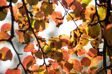 Abstract background with autumn leaves on gray background is close