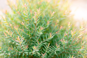 Vintage photo of wild colorful leaves background