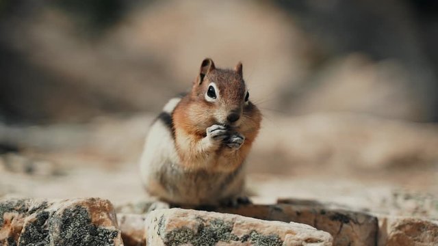 A Cute Golden-mantled Ground Squirrel Stuffing His Cheeks At Peyto Lake In Banff National Park, Canada. - closeup shot