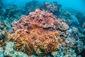 Colorful coral reef underwater scene