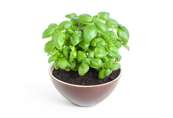 Fresh green basil grows in a brown bowl. Isolated on white background