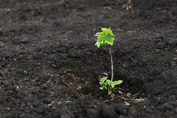 Young currant seedling with bright green small leaves. A new branch of the shrub grows on fertile land.