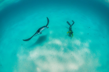 Freediver swimming with a manta ray in the wild