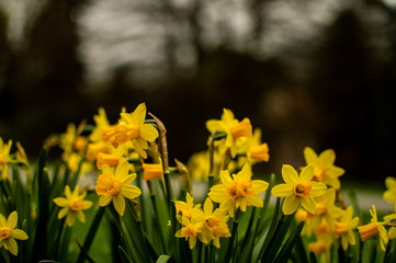 Obraz premium Pictures of flowers in a park