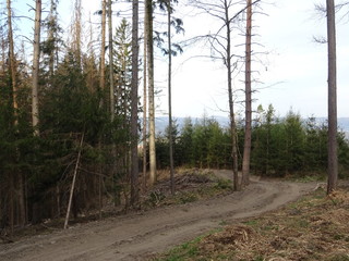 road in the woods
