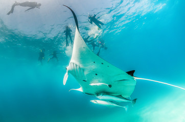 Manta ray swimming in the wild with snorkelers swimming alongside