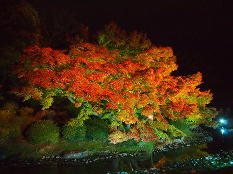 Maple Trees By Stream At Night © lan wei/EyeEm
