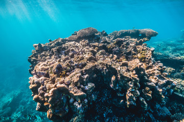 Colorful coral reef underwater scene